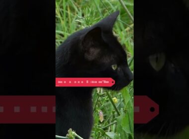 3 reasons you should not get a bombay cat