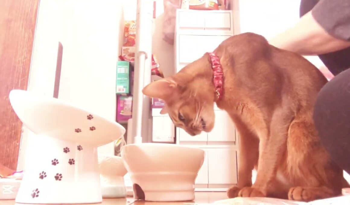 ❇️誕生日プレゼントといつもより豪華な食事🎁🎂🐈🎶⸒⸒memories of 2025【abyssinian cat boy】