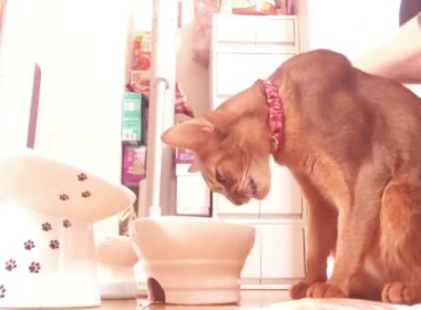 ❇️誕生日プレゼントといつもより豪華な食事🎁🎂🐈🎶⸒⸒memories of 2025【abyssinian cat boy】