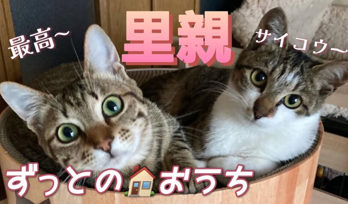 譲渡先の子猫たちの今！/猫No.100