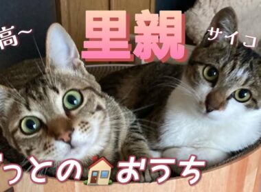 譲渡先の子猫たちの今！/猫No.100