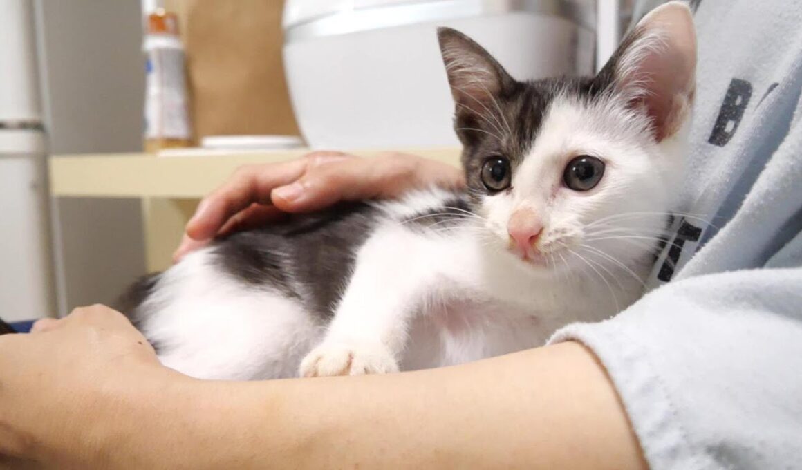 ママの抱っこにご機嫌な表情になる子猫【赤ちゃん猫　保護猫】