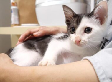 ママの抱っこにご機嫌な表情になる子猫【赤ちゃん猫　保護猫】