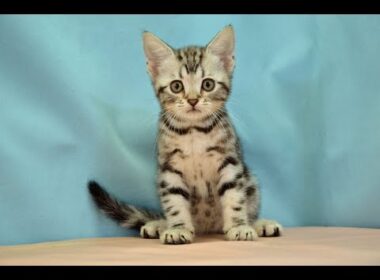 アメリカンショートヘアー　No.251013　ペットショップ『ヒラマツケンネル』の子猫