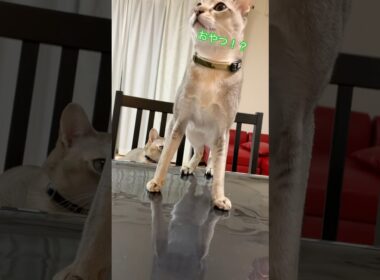 初めてのシラウオ　#シンガプーラ  #猫のいるくらし