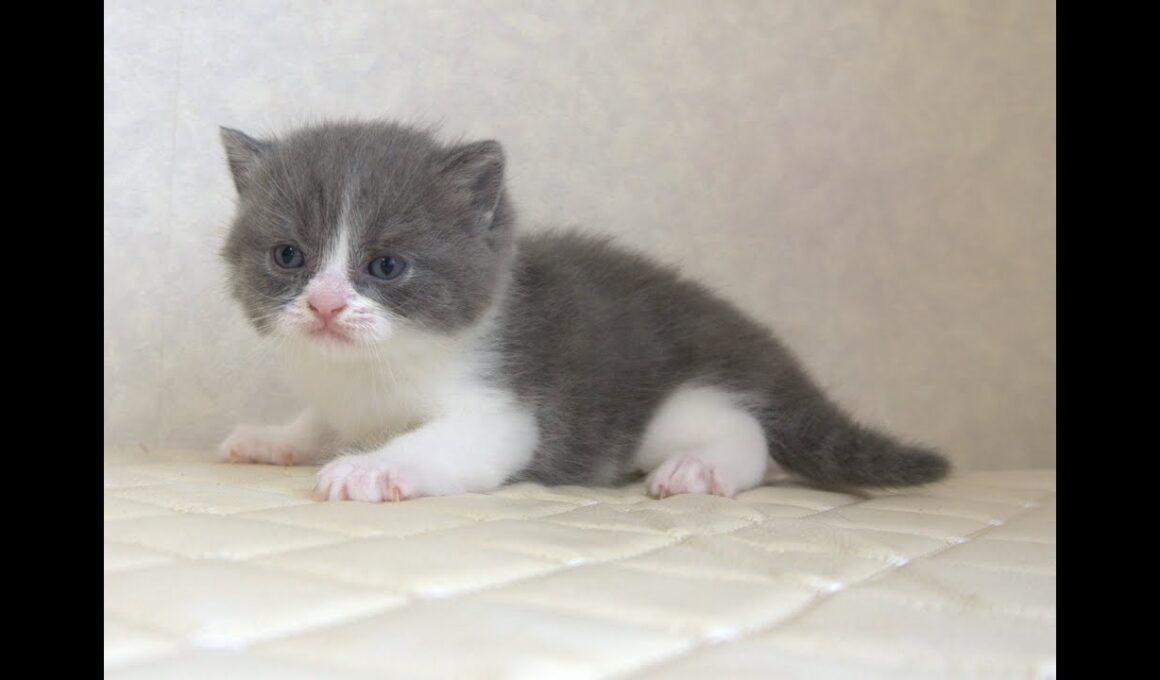 ブリティッシュショートヘアー子猫　British Shorthair　2025.9.27産まれ　　　ブルー＆ホワイト　女の子　シーダキャット猫のお店