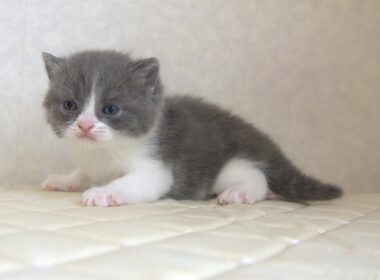 ブリティッシュショートヘアー子猫　British Shorthair　2025.9.27産まれ　　　ブルー＆ホワイト　女の子　シーダキャット猫のお店