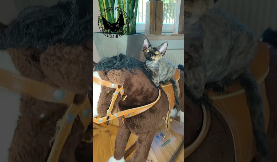 Devon Rex Cat 💎 Orchid, female black tortie #devonrex #cat #catfunny #catlover #kitten #pets #cute