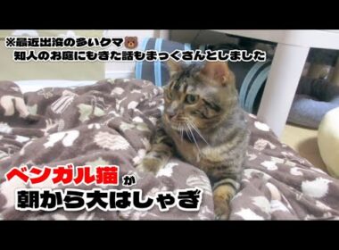 【ベンガル猫】ベンガル猫が朝から大はしゃぎ！※知人のお庭に出没したクマの話もうちのベンガルさんと話ました