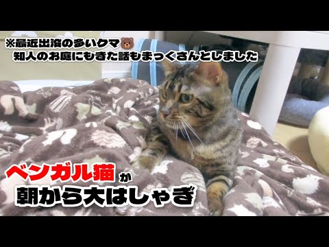 【ベンガル猫】ベンガル猫が朝から大はしゃぎ！※知人のお庭に出没したクマの話もうちのベンガルさんと話ました