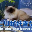 バーマン猫ガブとラフ【ひとりが好きな人】People who like being alone（バーマン猫）Birman/Cat