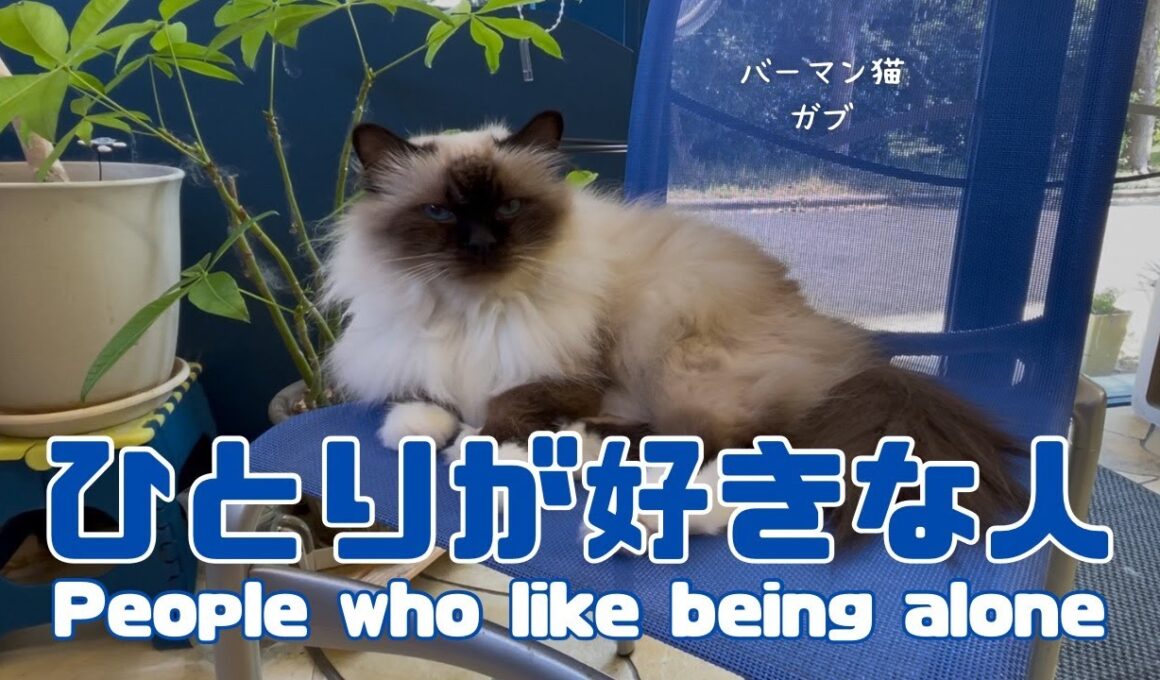 バーマン猫ガブとラフ【ひとりが好きな人】People who like being alone（バーマン猫）Birman/Cat