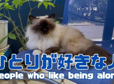 バーマン猫ガブとラフ【ひとりが好きな人】People who like being alone（バーマン猫）Birman/Cat