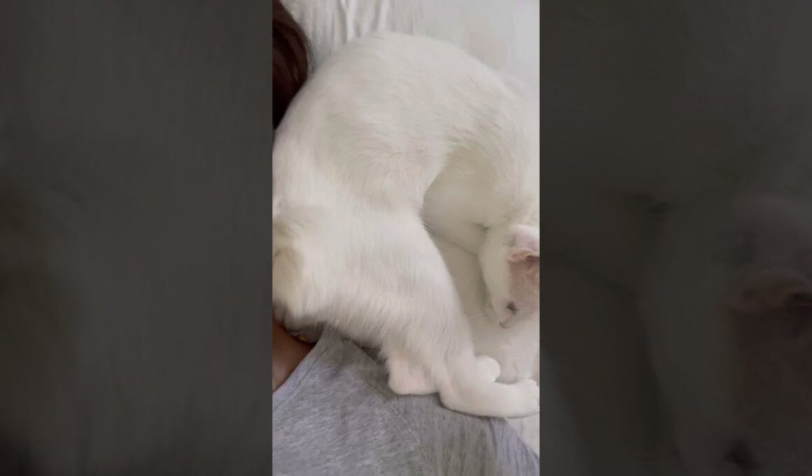 毎朝お尻で起こしに来るオッドアイの子猫がこちら#shorts