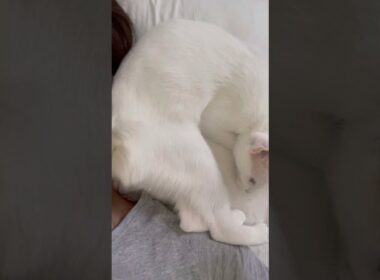 毎朝お尻で起こしに来るオッドアイの子猫がこちら#shorts