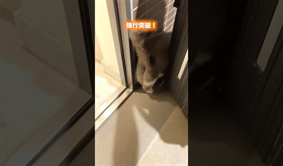 旅したいネコ#猫のいる暮らし #猫のいる生活 #お出迎え猫 #ブリティッシュショートヘア#私のお気に入り #クスッとした瞬間 #元気になる動画