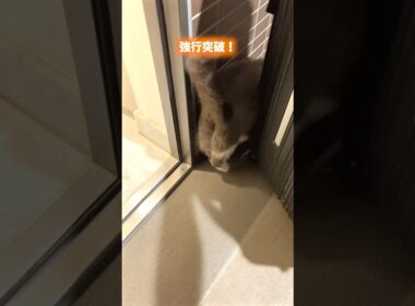 旅したいネコ#猫のいる暮らし #猫のいる生活 #お出迎え猫 #ブリティッシュショートヘア#私のお気に入り #クスッとした瞬間 #元気になる動画