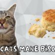 猫が足をこねるのは、このためです（「ビスケットを作るため！」）