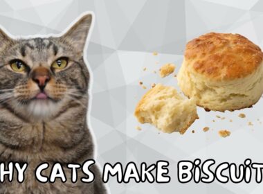 猫が足をこねるのは、このためです（「ビスケットを作るため！」）