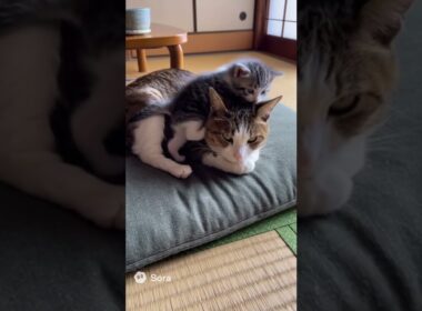 【ニャンだこのやろー】103 #猫 #猫動画 #cat #cats #catvideos #japanesecat