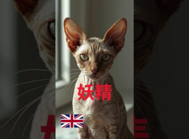 デボンレックス #猫 #cat #好きな子猫 #猫のいる暮らし #子ネコ #猫のいる生活 #元気になる動画 #猫好きさんと繋がりたい #元気お届け