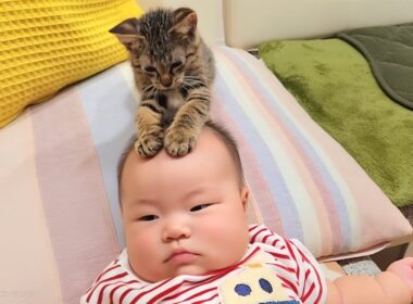 1歳児と子猫が仲良しすぎてこうなりました...。(笑)