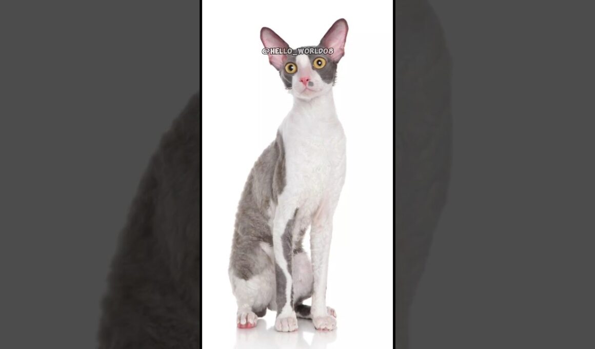 The Cornish Rex | Fun and Furry Friends