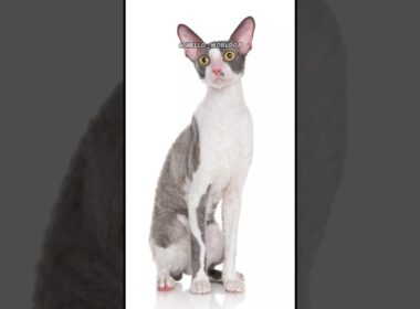 The Cornish Rex | Fun and Furry Friends