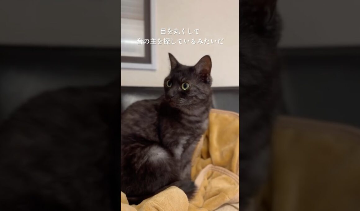 【黒虎猫】検証！猫がリラックスする音！ハープを聴かせてみたら！#cat#catshorts #猫のいる暮らし #黒トラ猫 #ハープ音楽 #北欧音楽　CD https://amzn.to/4otkOP9