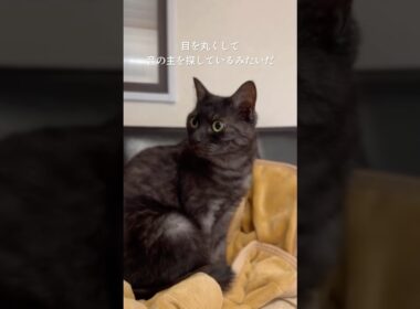 【黒虎猫】検証！猫がリラックスする音！ハープを聴かせてみたら！#cat#catshorts #猫のいる暮らし #黒トラ猫 #ハープ音楽 #北欧音楽　CD https://amzn.to/4otkOP9