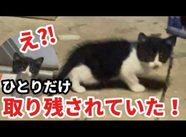 え⁈ひとりだけ家族に取り残されていた子猫との5日間