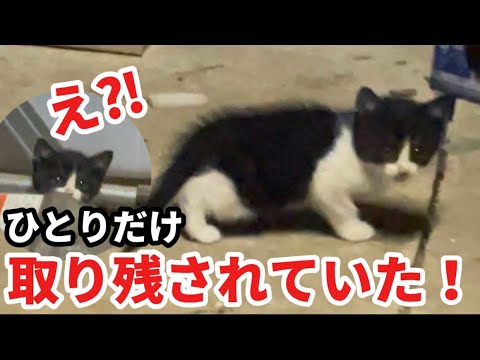 え⁈ひとりだけ家族に取り残されていた子猫との5日間