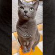 【ロシアンブルー】めろん🍈湿ったお鼻でカリカリおねだり姿が可愛いんです🤭【猫】#shorts