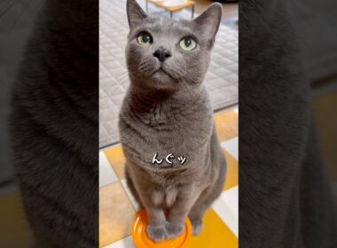 【ロシアンブルー】めろん🍈湿ったお鼻でカリカリおねだり姿が可愛いんです🤭【猫】#shorts