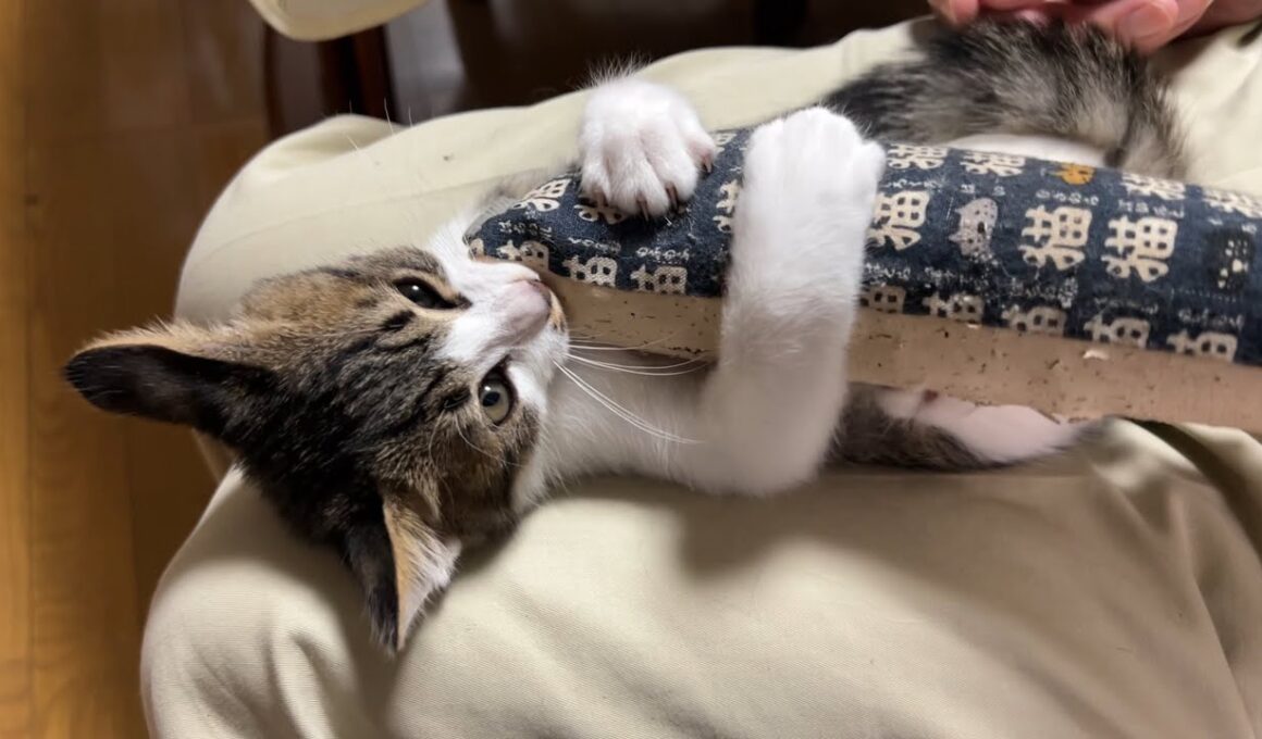 新入り子猫がカミカミケリケリ！可愛すぎるよ～！