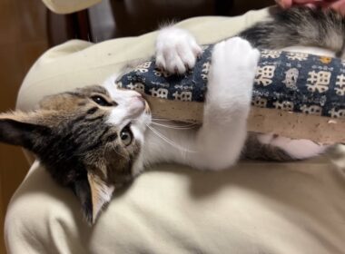 新入り子猫がカミカミケリケリ！可愛すぎるよ～！