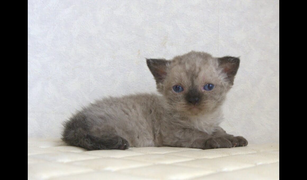 セルカークレックス子猫　Selkirk Rex　2025.９.26産まれ　シールポイント　巻き毛　女の子　シーダキャット猫のお店