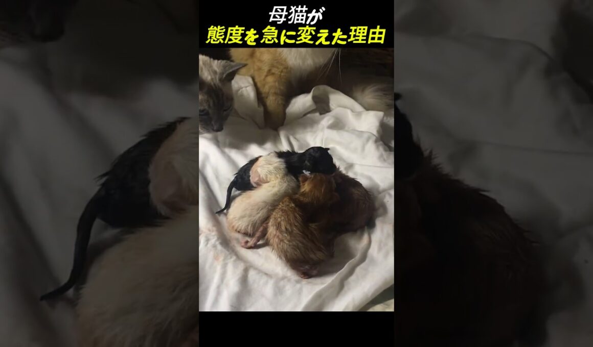 母猫が態度を急に変えた理由