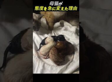 母猫が態度を急に変えた理由
