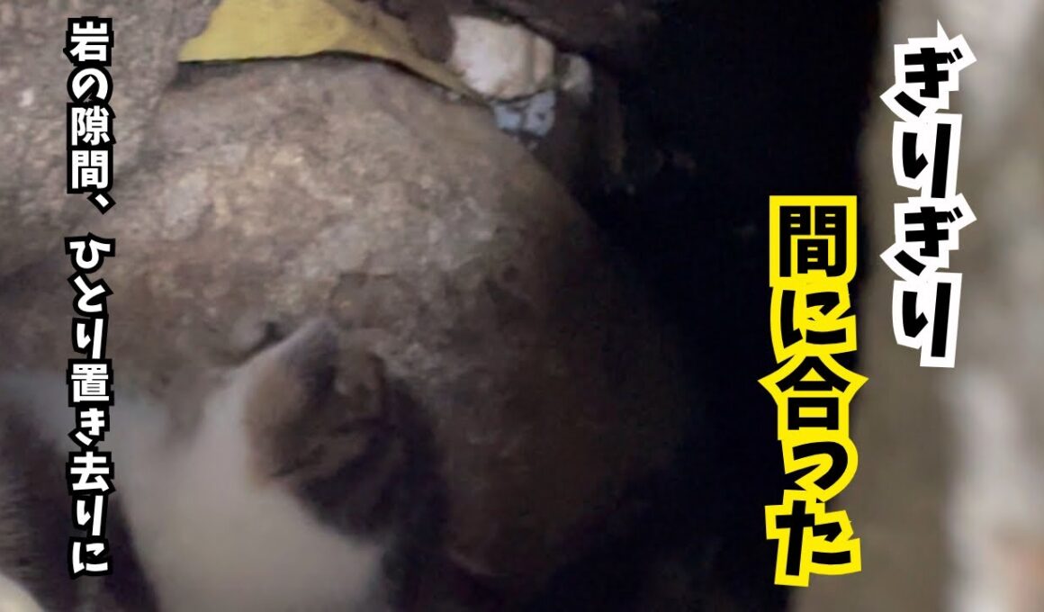 潮が満ちたら、この子はもう生きられなかった。育児放棄られた子猫を見つけました