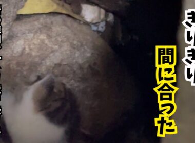 潮が満ちたら、この子はもう生きられなかった。育児放棄られた子猫を見つけました