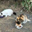 三毛猫ハートちゃん2号、シャムの子ネコのパンダくん、離れて、三毛猫の子ネコちゃん  music