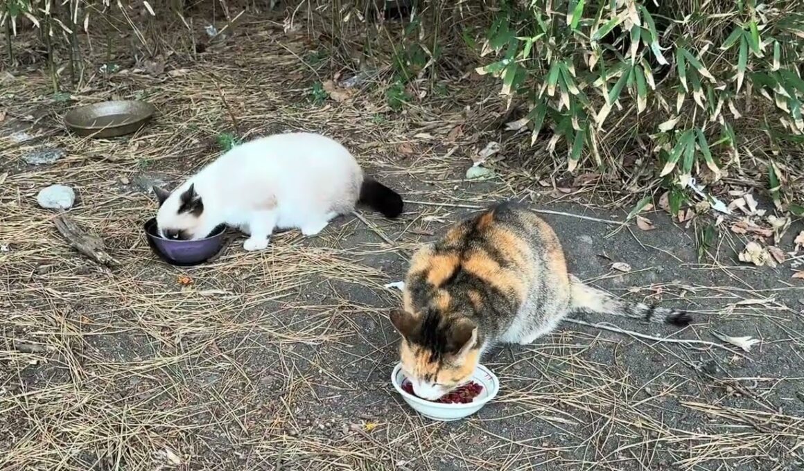 三毛猫ハートちゃん2号、シャムの子ネコのパンダくん、離れて、三毛猫の子ネコちゃん  music