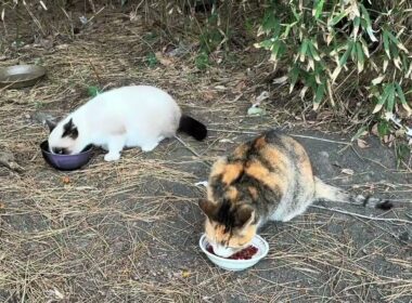 三毛猫ハートちゃん2号、シャムの子ネコのパンダくん、離れて、三毛猫の子ネコちゃん  music