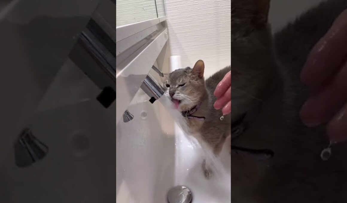 猫の性格の違い