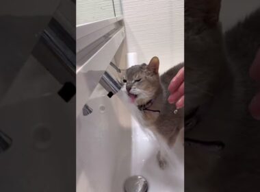 猫の性格の違い