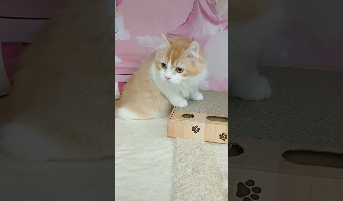 【ご家族様募集中】長足キンカロー男の子♡ #cat  #かわいい子猫 #kitten #子猫 #cute #子猫ブリーダー #長足マンチカン #短足ミヌエット #子ネコ