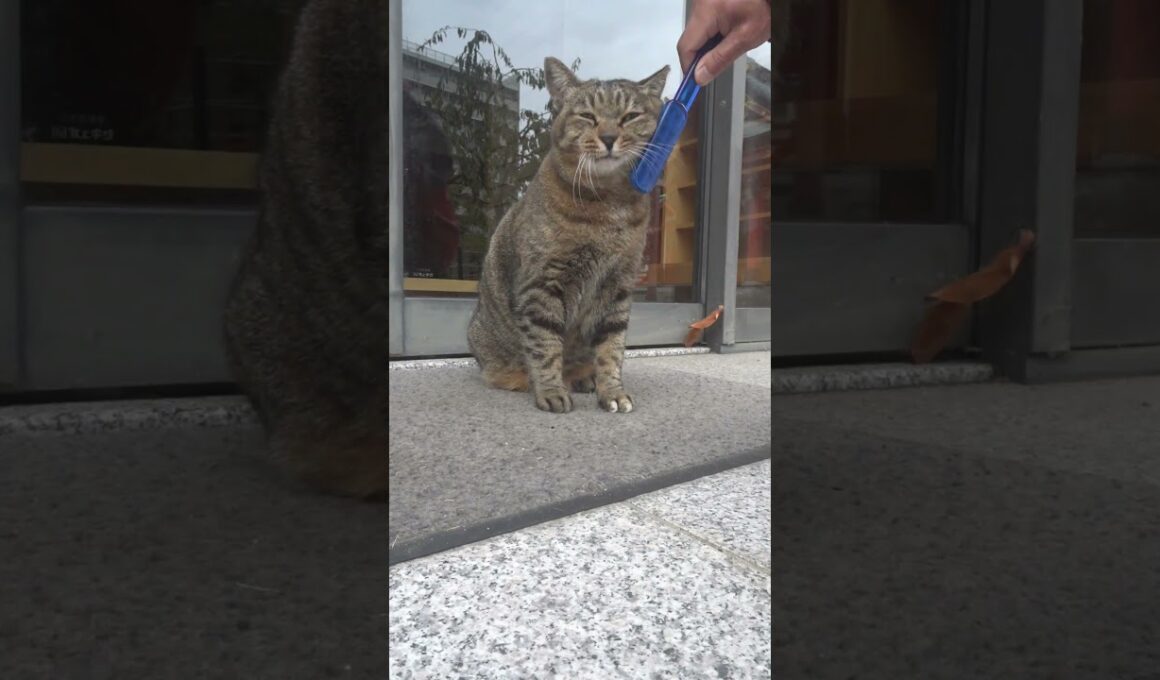 ナミちゃんの日本一可愛いブラッシング！たっぷり100秒お楽しみいただけます！😍😻　Cute brushing!😍😻　#shorts  #cat #保護猫 #野良猫 #ネコ