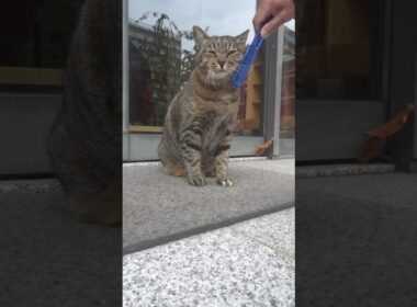 ナミちゃんの日本一可愛いブラッシング！たっぷり100秒お楽しみいただけます！😍😻　Cute brushing!😍😻　#shorts  #cat #保護猫 #野良猫 #ネコ