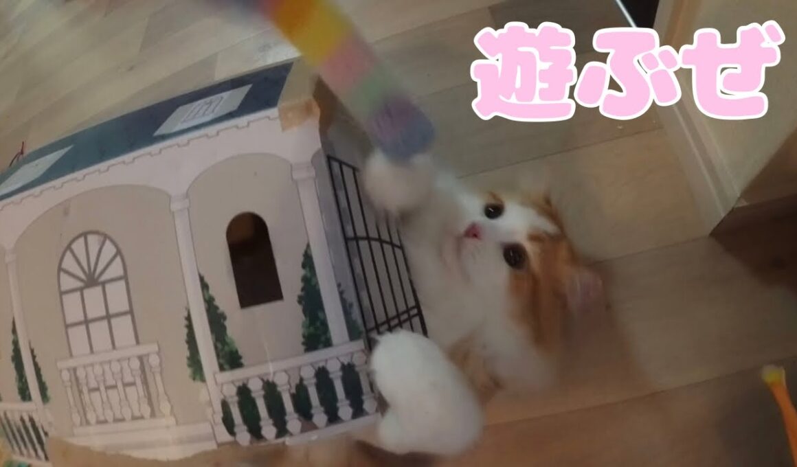 セリアの猫用おもちゃで遊び倒す蘭丸くん【マンチカン】